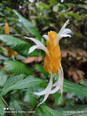 Pachystachys lutea