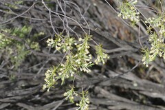 Struthiola ciliata