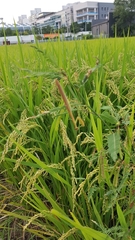 Tenodera angustipennis