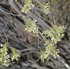 Struthiola ciliata