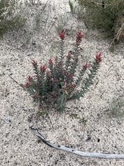 Stenanthera conostephioides