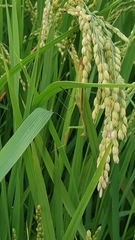 Tenodera angustipennis