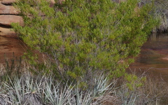 Dodonaea viscosa