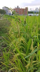 Tenodera angustipennis