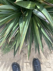 Yucca