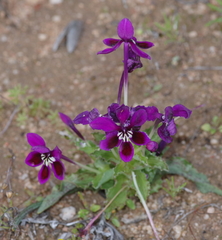 Lapeirousia pyramidalis regalis