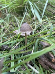 Mycena cystidiosa