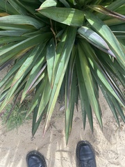 Yucca