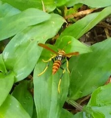 Polistes crinitus