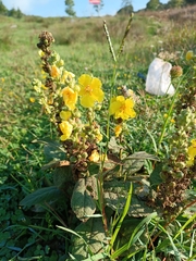 Verbascum
