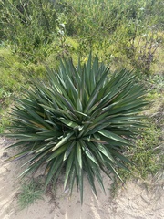 Yucca