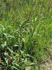 Persicaria attenuata