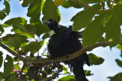 Prosthemadera novaeseelandiae novaeseelandiae