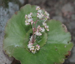 Crassula umbella