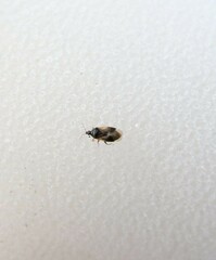 Anthocoridae