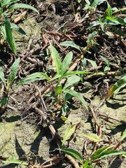 Persicaria attenuata