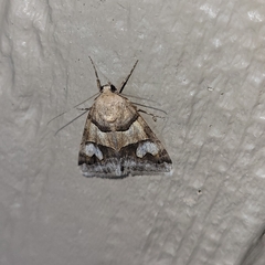 Drasteria pallescens