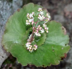 Crassula umbella