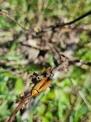 Ellipsidion