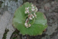 Crassula umbella