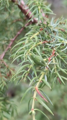 Oligotrophus juniperinus