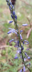 Caesia calliantha