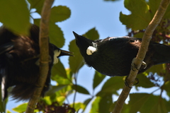 Prosthemadera novaeseelandiae novaeseelandiae