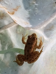 Pelophylax ridibundus