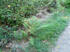 Athyrium filix-femina