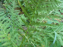 Athyrium filix-femina