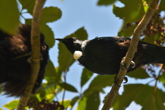 Prosthemadera novaeseelandiae novaeseelandiae