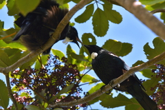 Prosthemadera novaeseelandiae novaeseelandiae