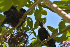 Prosthemadera novaeseelandiae novaeseelandiae