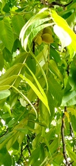 Juglans mandshurica