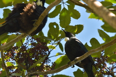 Prosthemadera novaeseelandiae novaeseelandiae