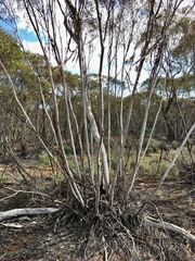 Eucalyptus leptophylla
