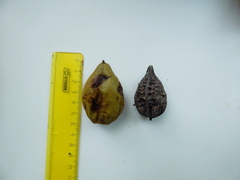 Juglans mandshurica