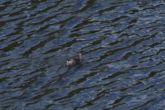 Poliocephalus rufopectus