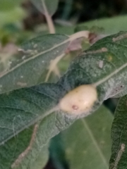 Acalitus brevitarsus