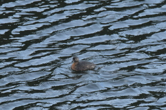 Poliocephalus rufopectus