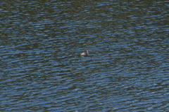 Poliocephalus rufopectus