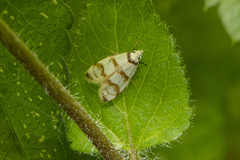 Chezala brachypepla