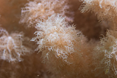 Klyxum