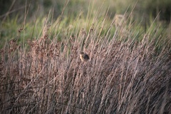 Cisticola exilis