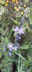Caesia calliantha