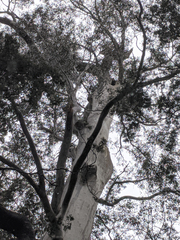 Eucalyptus viminalis