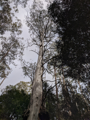 Eucalyptus viminalis