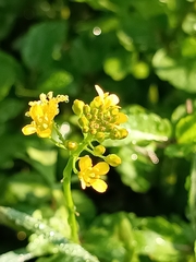 Rorippa sylvestris
