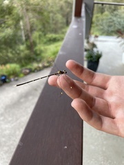 Episynlestes albicaudus