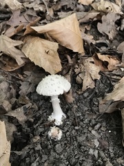 Amanita echinocephala